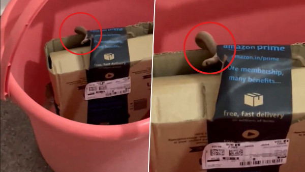 Received a live snake in my Amazon order