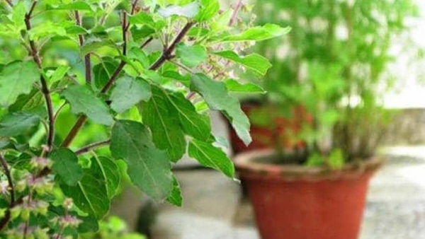 Tulsi plant Vastu direction and tips