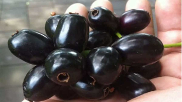 Health tips Eating black jamun don t forget these precautions