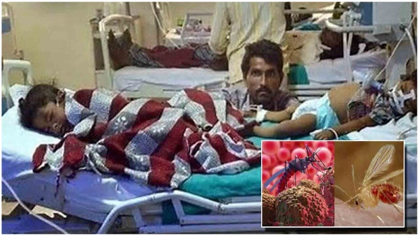 Chandipura virus outbreak in Gujarat
