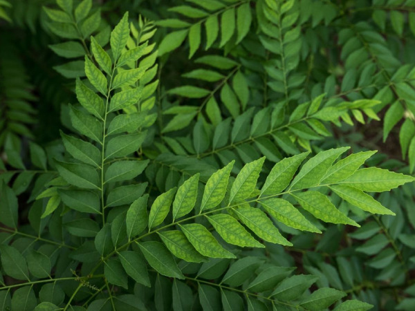 Many health benefits with curry leaves eat regularly for healthy life