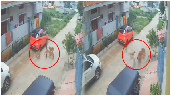 A video of stray dogs attacking a boy in Sangareddy has gone viral on social media