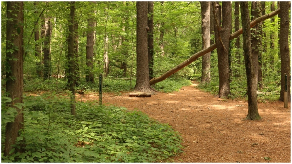 A young man who called a young woman and attacked and killed her in the forest A young man who called a young woman and attacked and killed her in the forest