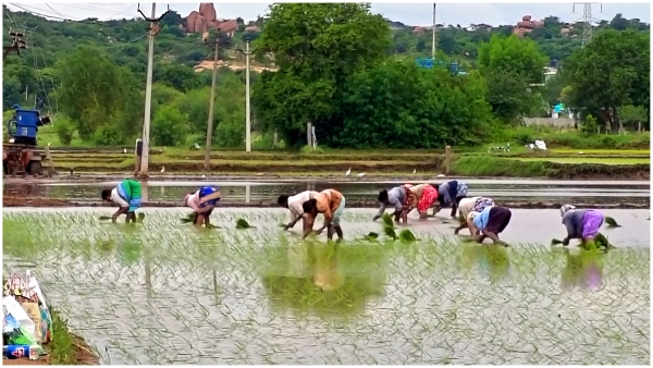 Govt all set to clear Seond phase Loan waiver funds in farmers accounts