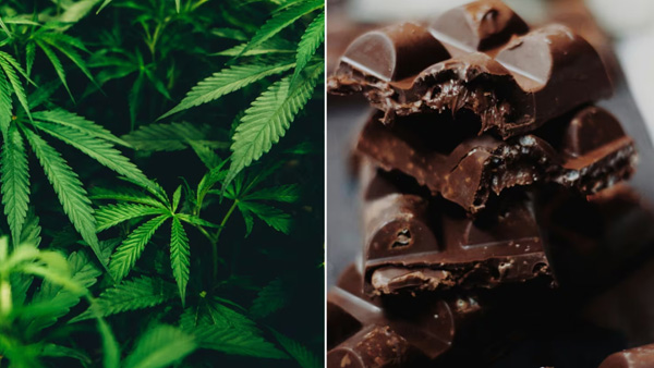 Police seized Ganja Chocolates in Hyderabad