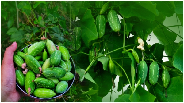 Health tips ivy gourds Invasion on diseases and giving health