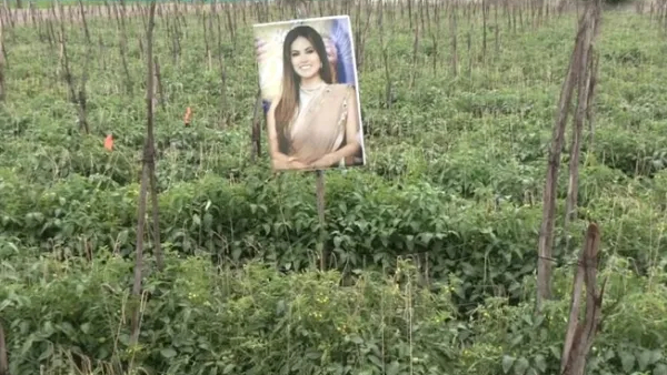 Actress Sunny Leone Rachita Ram photo flexes Farmer set up in the field
