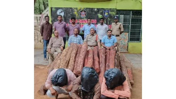 hunt for red sandalwood smugglers has started three smugglers arrested in poddutur forest range