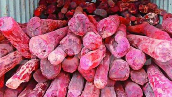 Red sandalwood smugglers are on the rampage in Chittoor district due to DCM Pawan Kalyan s blow