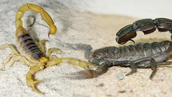 The most poisonous scorpion in the world deathstalker scorpion One drop of poison is more than 8 lakhs