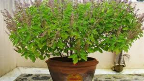 Vastu direction and tips Tulsi plant