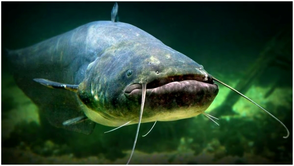 Are you eating cat fish Then know the shocking facts about catfish