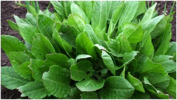 Know chukkakura health benefits and its magical effect on our body