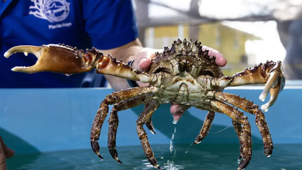 Eating crabs Must Know These facts and benefits about crabs eating