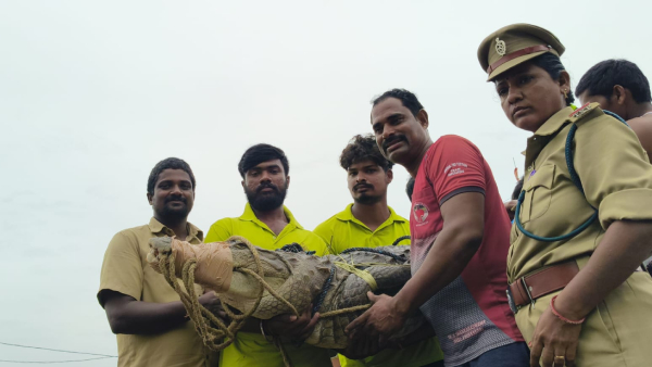 Viral Video Unexpected Visitor Crocodile Found Inside Janampet Home of Wanaparthy