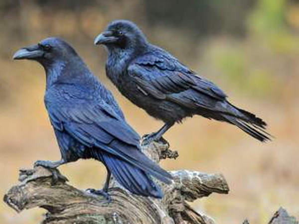 crows are targeting men in rajanna sircilla district head quarter here is full details