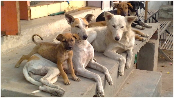 Officials say that it is not dog meat that came to Bengaluru from Rajasthan