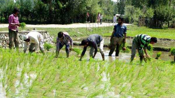 Good news for AP farmers grain sold cash within 48hours in farmers accounts