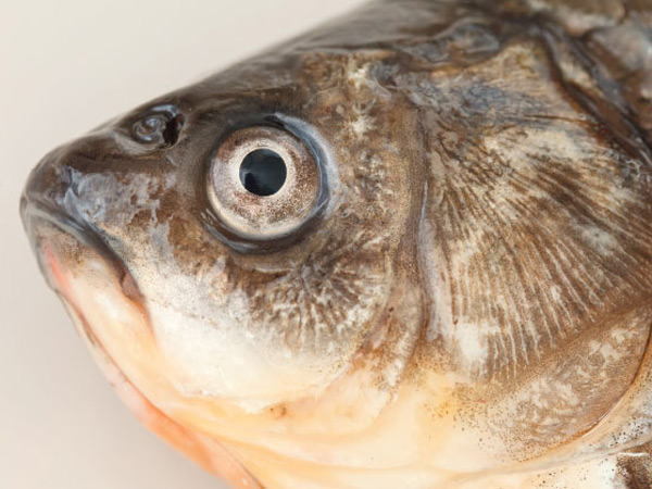 Eating fish heads Must Know These facts and benefits about fish head eating