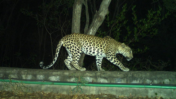 Leopard spotted in Tirumala Ghat Road TTD imposed latest restrictions