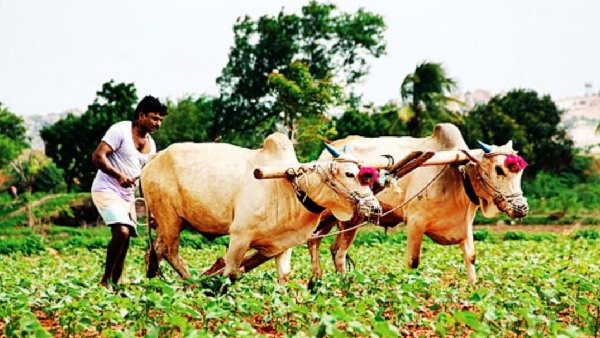 Agriculture Minister Tummala said that Rs 2 lakh loan will be waived before August 14