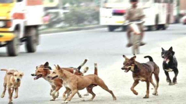 ap government warns to levy penalty for leaving cattle dogs on roads