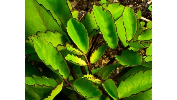 ranapala health benefits kidney stone plant cures 150 diseases