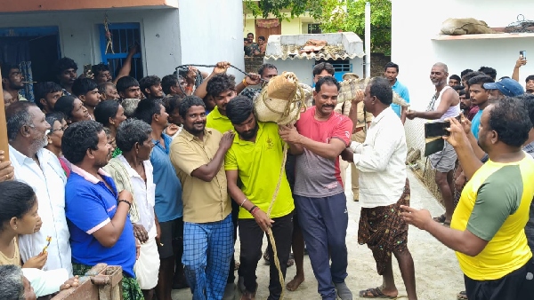 Viral Video Unexpected Visitor Crocodile Found Inside Janampet Home of Wanaparthy