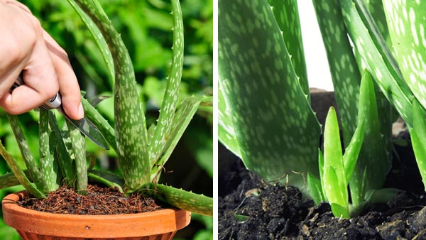 Aloe vera plant health benefits it gives beauty and health Aloe vera plant health benefits it gives beauty and health