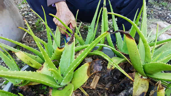 Aloevera plant that gives health and wealth which has all the qualifications to keep at home