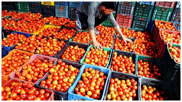 Tomato prices fell sharply on Monday as supply exceeded demand