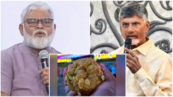 Tirumala Laddu row ambati rambabu said Chandrababu accused Tirumala Laddu adulteration has been now caught Tirumala Laddu row ambati rambabu said Chandrababu accused Tirumala Laddu adulteration has been now caught