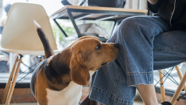 Why do dogs smell private parts