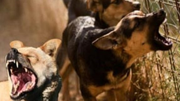The incident of dog attack on a woman in Karimnagar has gone viral on social media