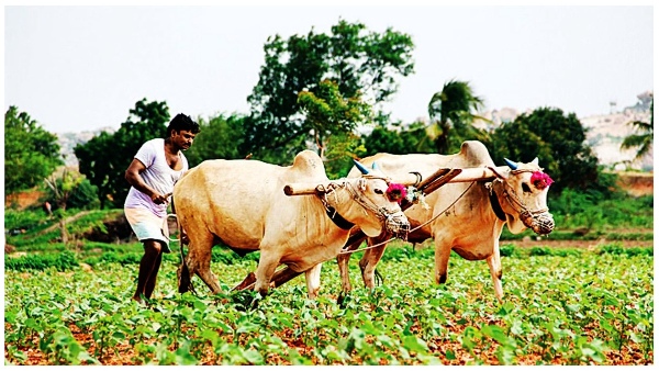 The Telangana government has announced to give a bonus of Rs 500 per quintal to small Size Paddy The Telangana government has announced to give a bonus of Rs 500 per quintal to small Size Paddy