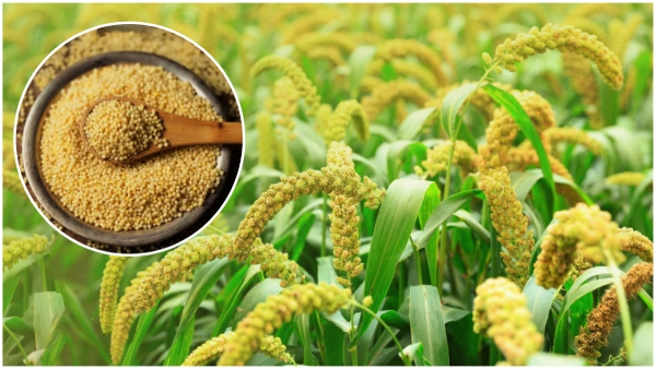 What happens if you eat korralu Find out about foxtail millets