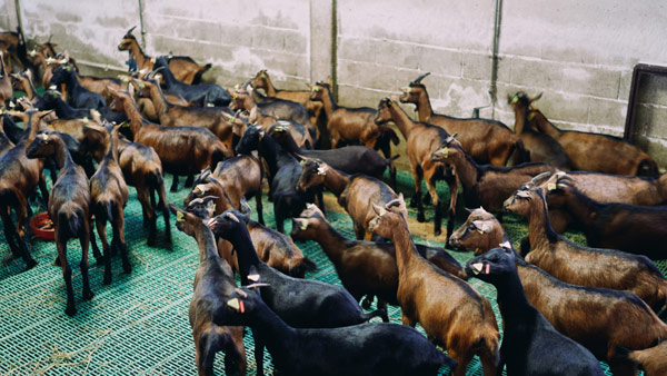 Dussehra Bumper Offers Goat only Rs 51 Festival started in telangana villages