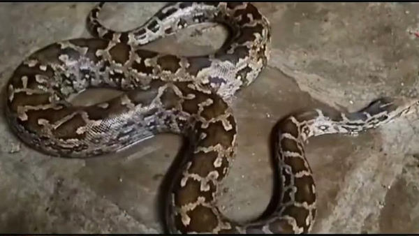 Python was found in the old city of Hyderabad