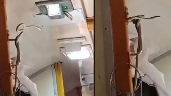 A video of a snake in a moving train is going viral on social media