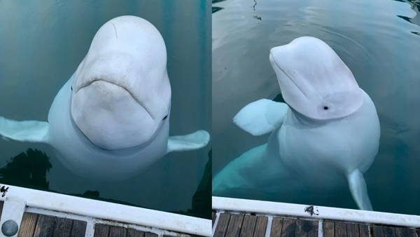 Russian spy White beluga whale nicknamed Hvaldimir was found dead in Norway Russian spy White beluga whale nicknamed Hvaldimir was found dead in Norway