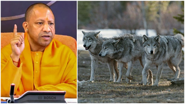 There are reports that CM Yogi has issued orders to shoot wolves in UP