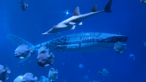 China cheated tourists by creating an artificial giant shark in aquarium