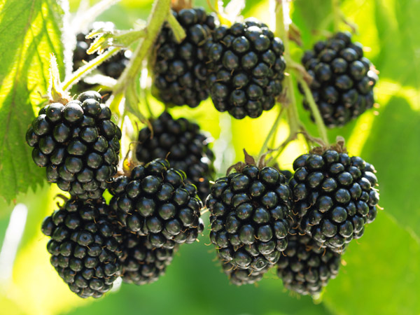 The Amazing Health Benefits of Blackberries