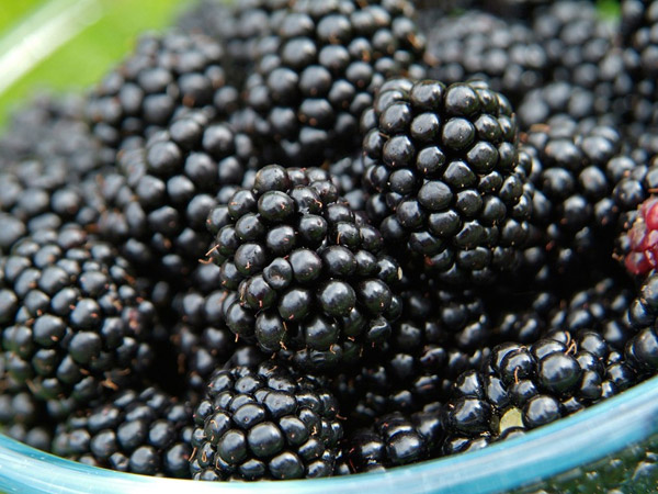 The Amazing Health Benefits of Blackberries
