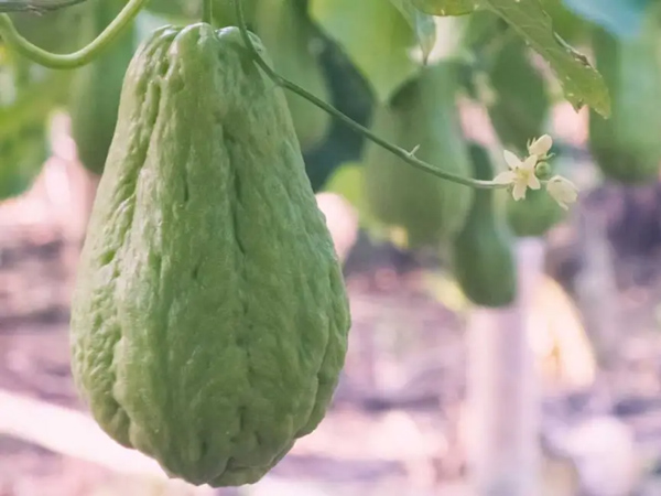 If you see Chayote don t leave it bring it and add it to the food