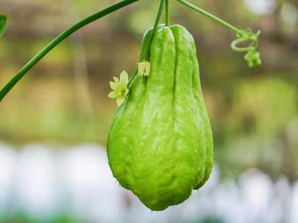 If you see Chayote don t leave it bring it and add it to the food