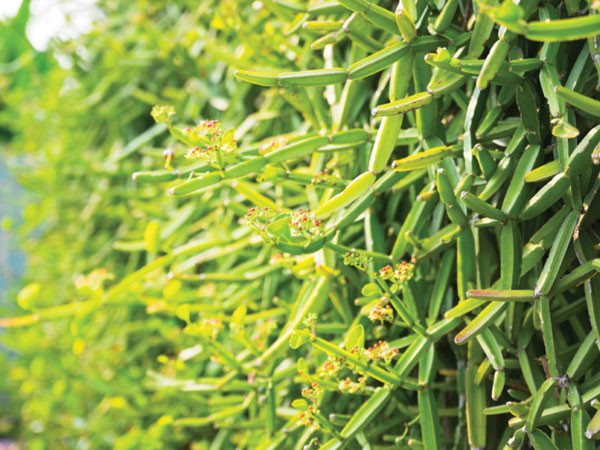 Bring it and keep it at home if you see Nalleru Its benefits are amazing