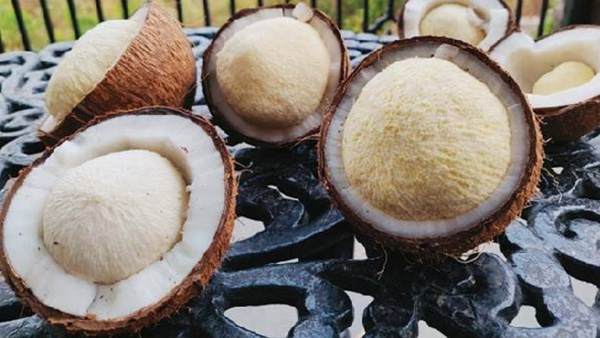 Don t Miss Out on Coconut flower The Health Benefits Will Surprise You Don t Miss Out on Coconut flower The Health Benefits Will Surprise You