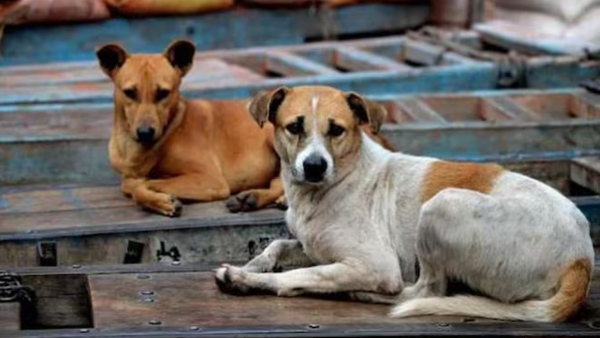 Father and son were attacked by stray dogs in Baurampet