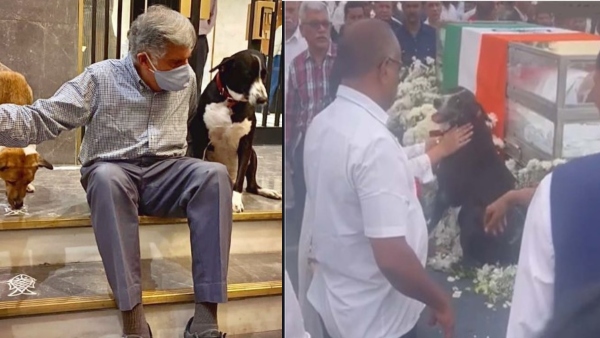 Dog Goa pays tribute at Ratan Tata s cremation